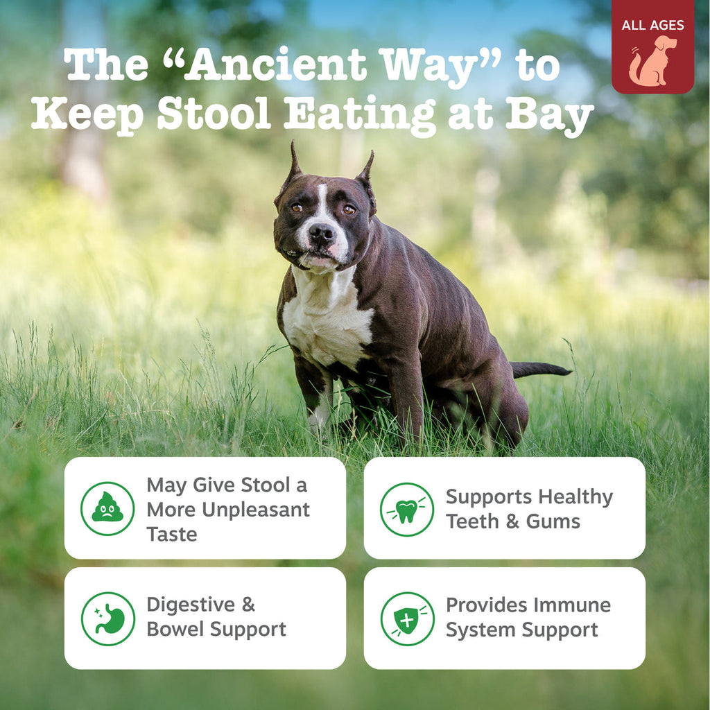 Ancient Elements Chew No Poo Bites for Dogs