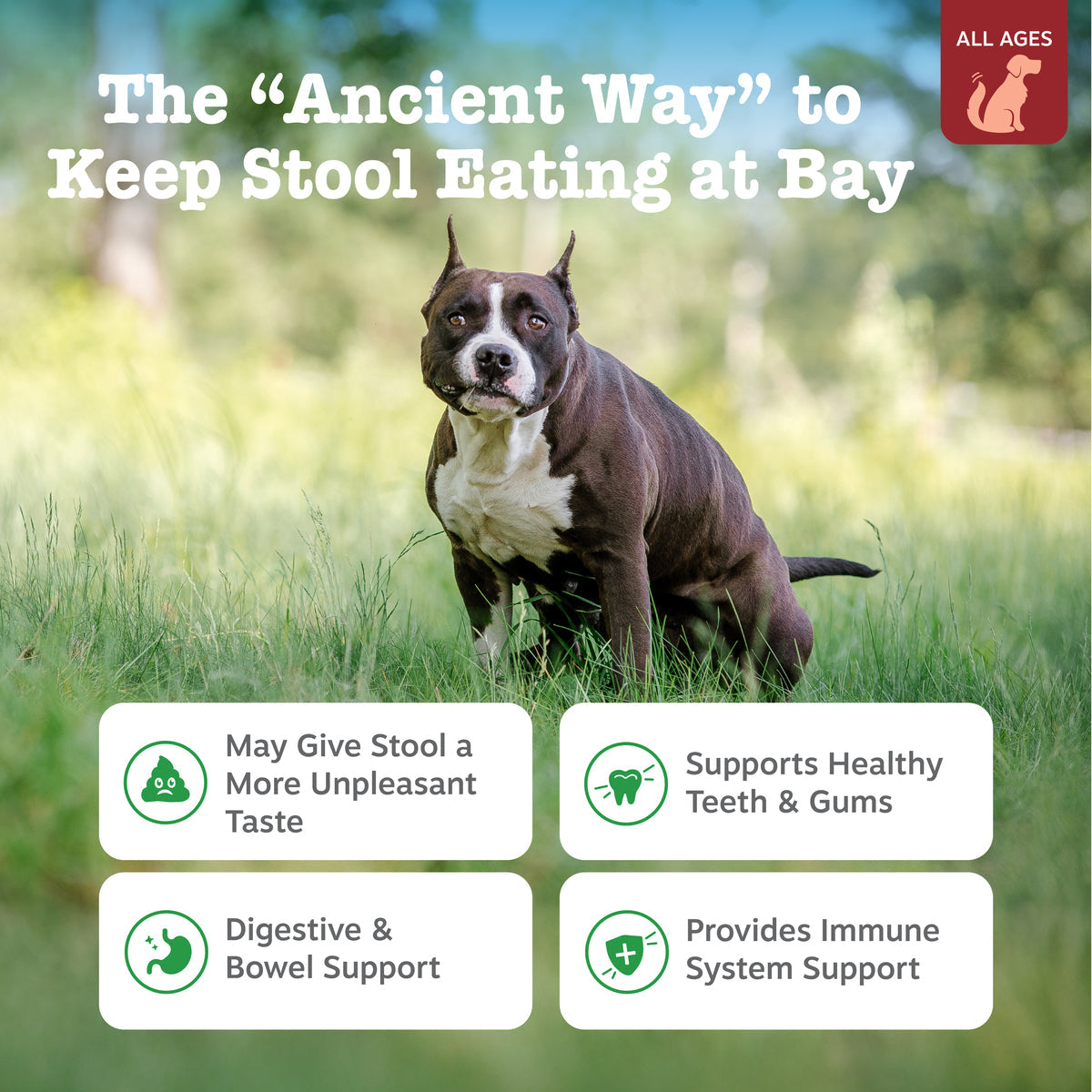 Ancient Elements Chew No Poo Bites for Dogs