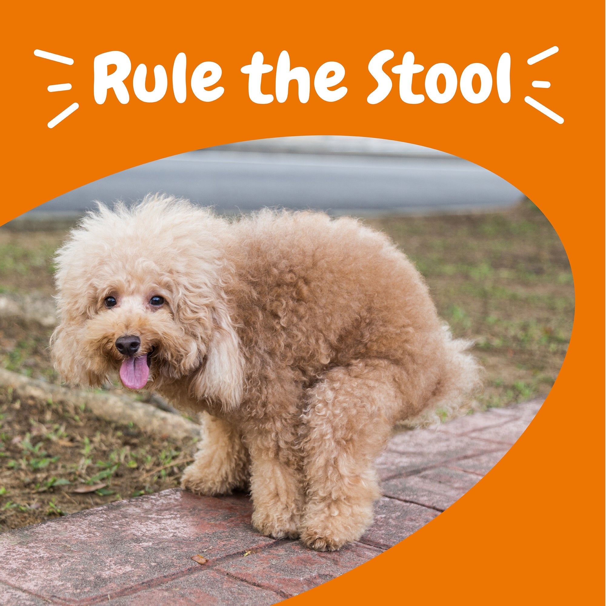 Vet Strength™ Solid Poop Support Bites for Dogs