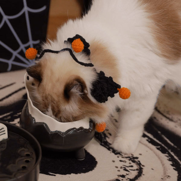 Spooky Cat Bowl