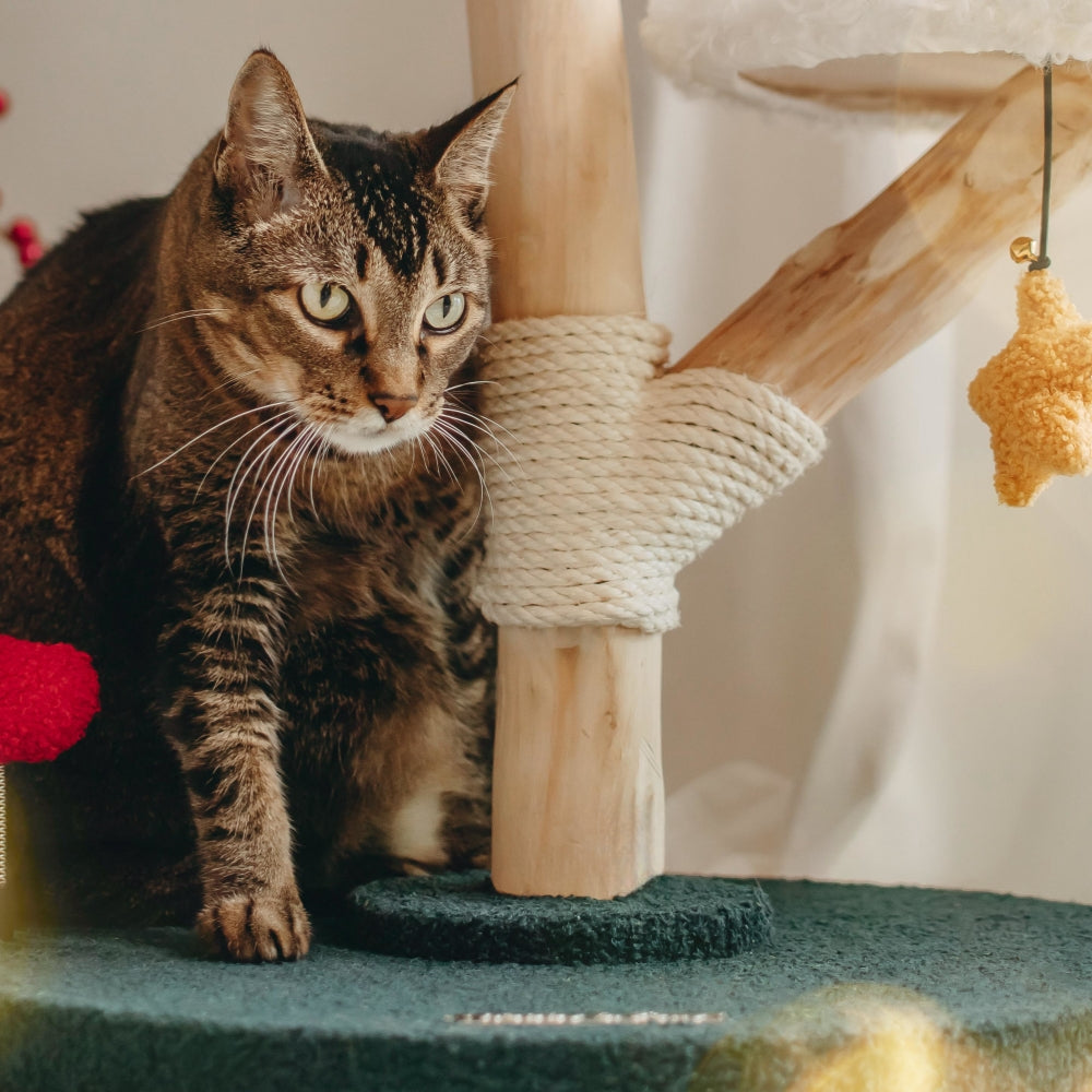 VIP 800 Meow Coins + $129.9 For Santa Hat Cat Tree