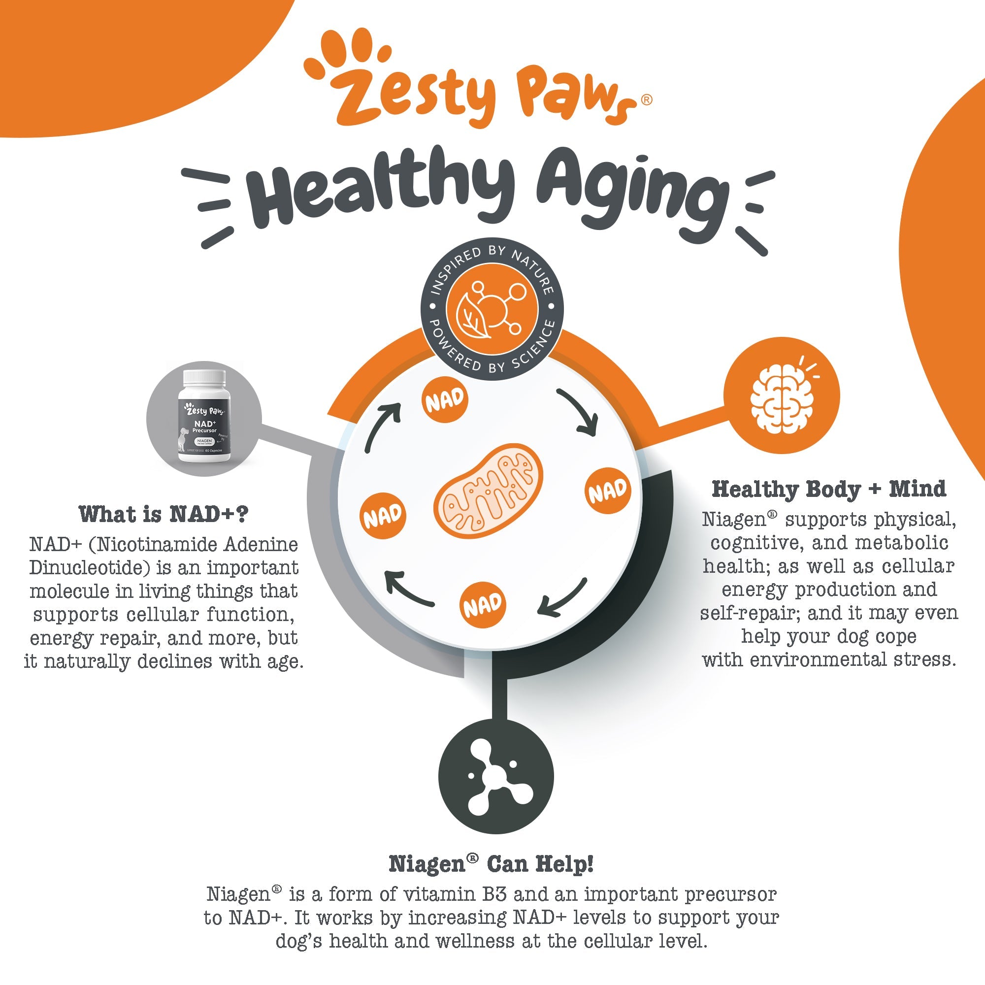Healthy Aging NAD+ Precursor Powder for Dogs