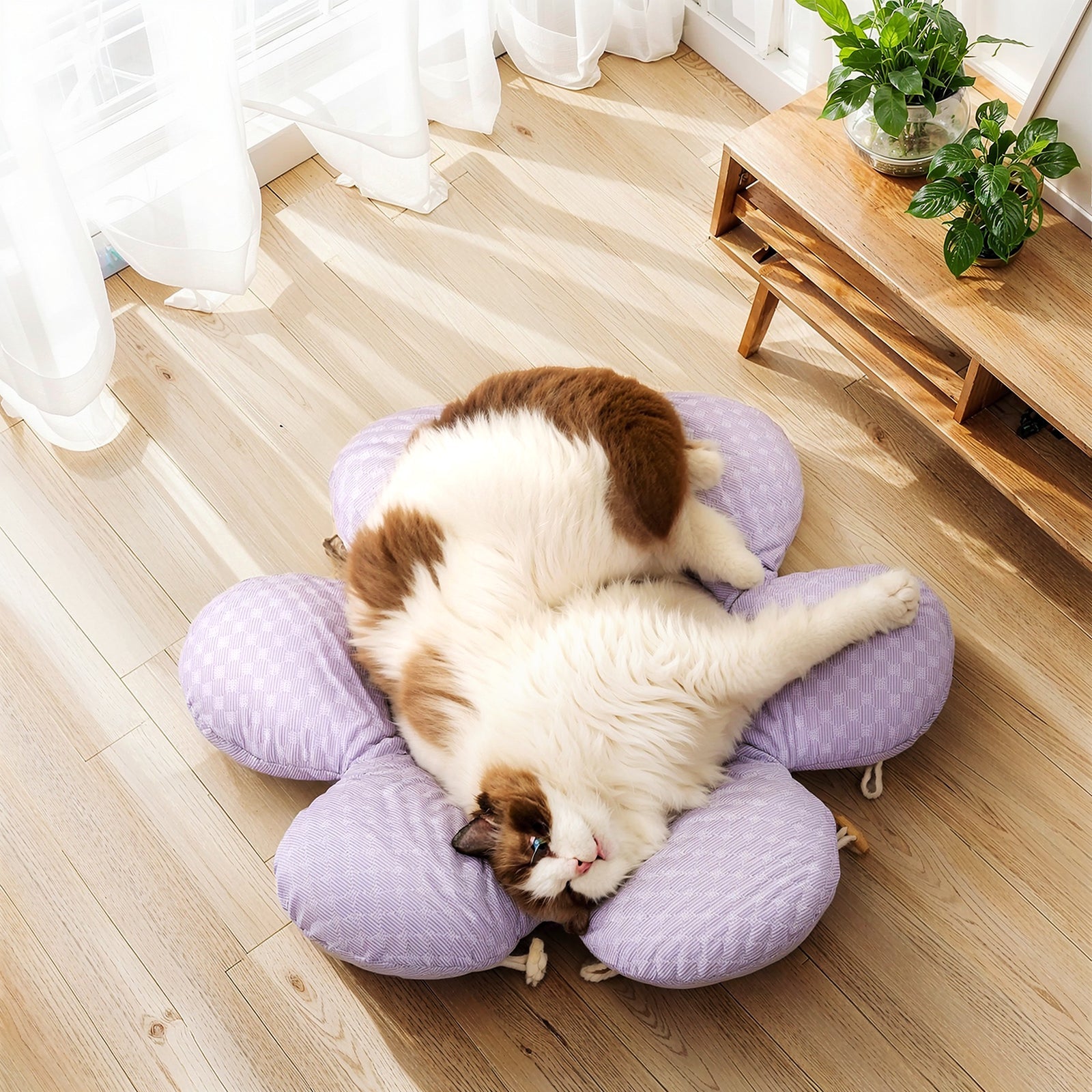 Cat Bed Blind Box