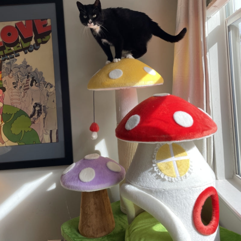 Mushroom House Series Set