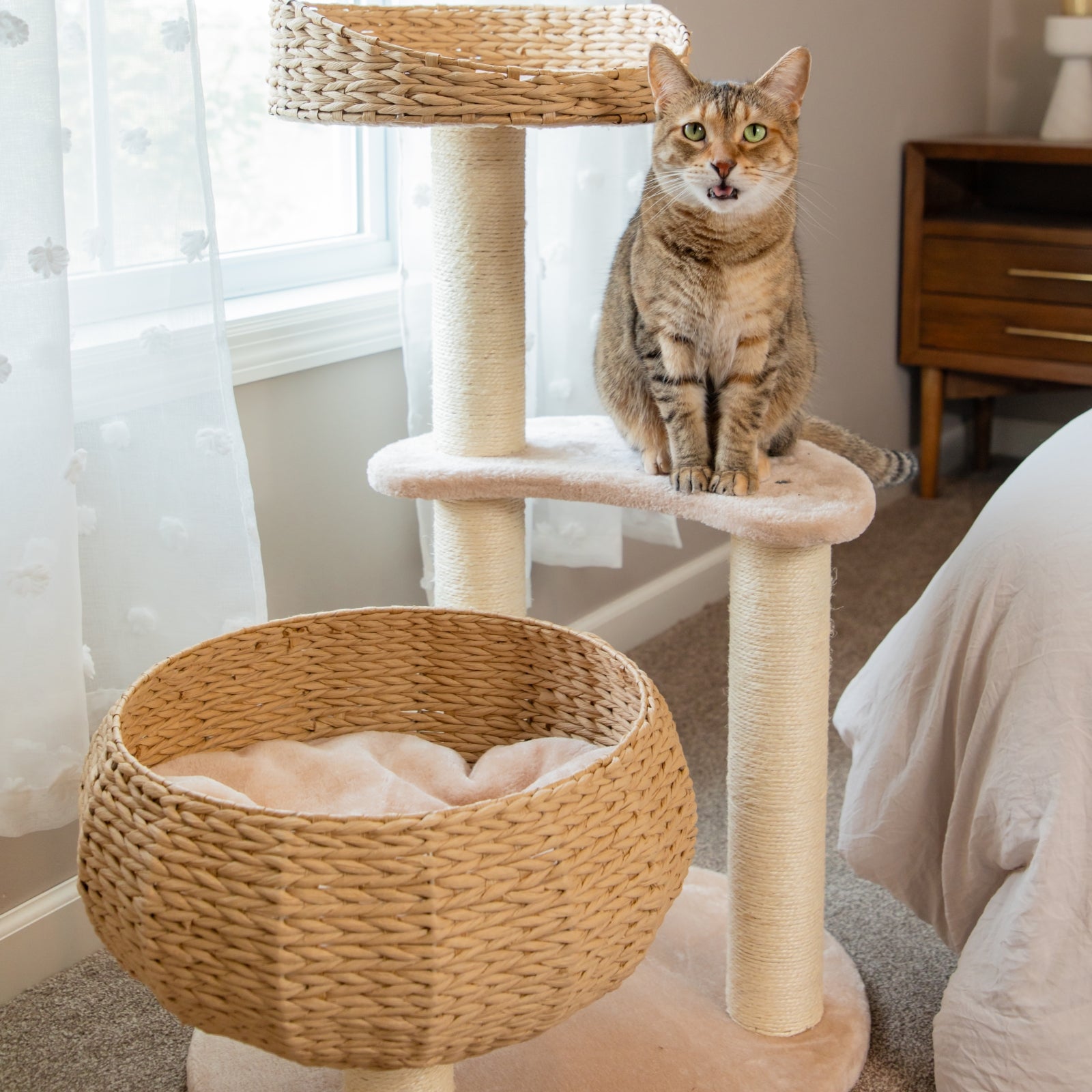 Sleeping in the Bowl Cat Tree