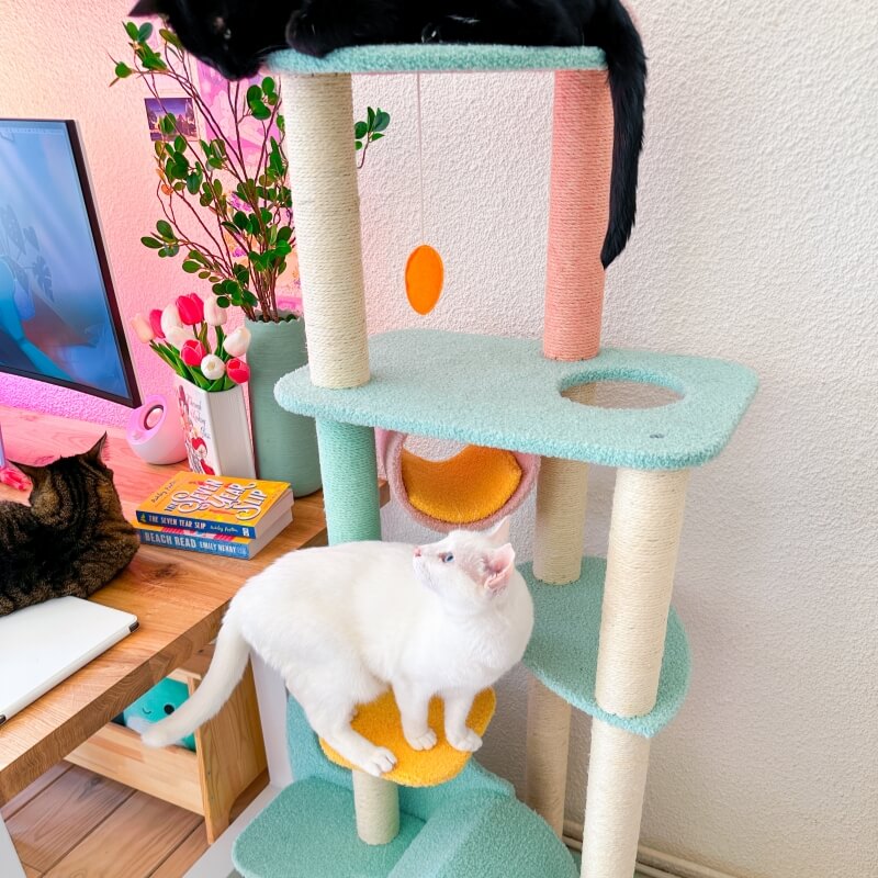VIP 800 Meow Coins + $79.9 For Upgraded Wonderland Cat Tree-XL